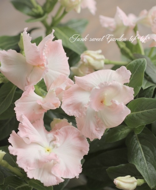 �������ݥ��ꥸ�ʥ�� �˥��˥��������إ����