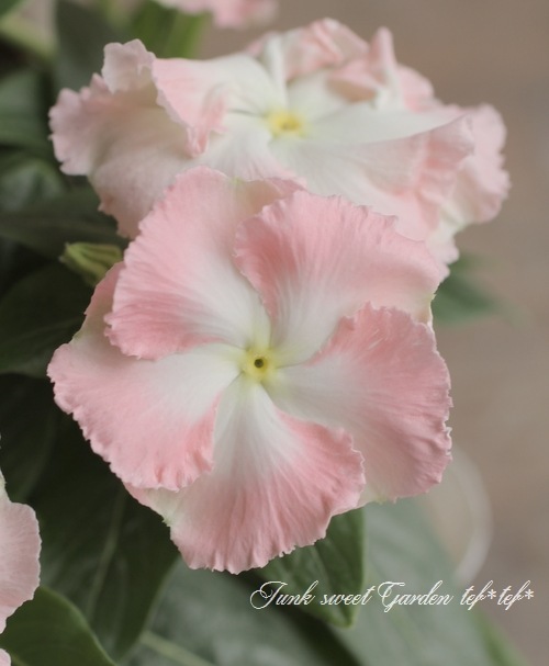 �������ݥ��ꥸ�ʥ�� �˥��˥��������إ����