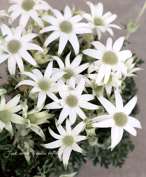 フランネルフラワー 『エンジェルスター』 四季咲き性強 | すべての