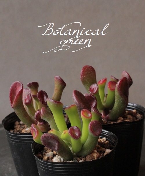 ��¿����ʪ�ۡ��إ������١�����å���°  ���Ȥ����꡼��