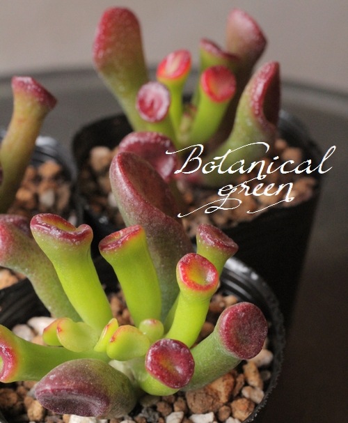 ��¿����ʪ�ۡ��إ������١�����å���°  ���Ȥ����꡼��