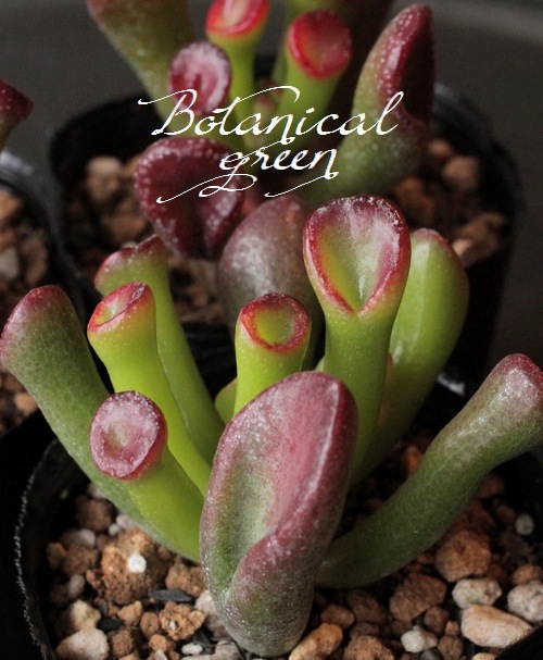 ��¿����ʪ�ۡ��إ������١�����å���°  ���Ȥ����꡼��