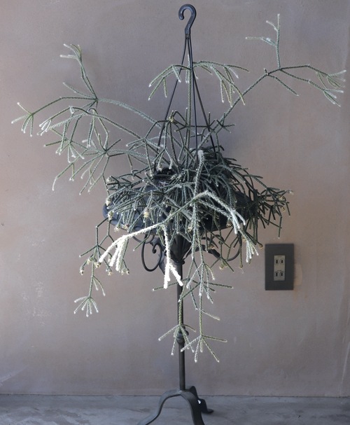 ڴտʪۥץꥹ إԥѡ إեȥ奬