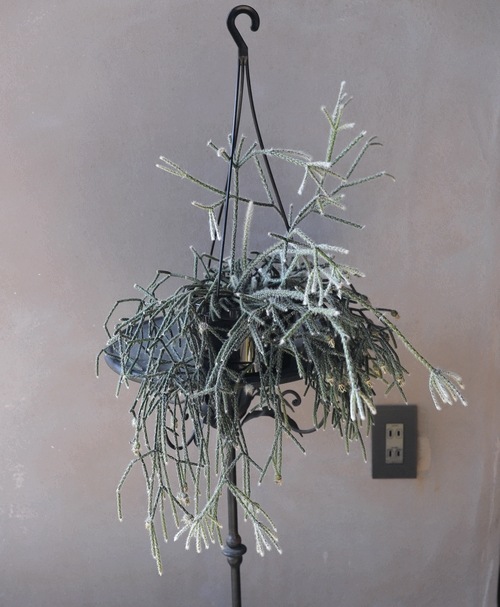 ڴտʪۥץꥹ إԥѡ إեȥ奬