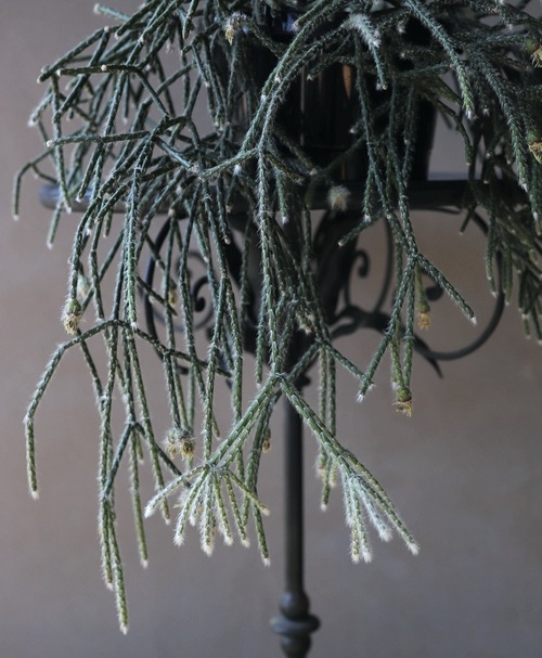 ڴտʪۥץꥹ إԥѡ إեȥ奬