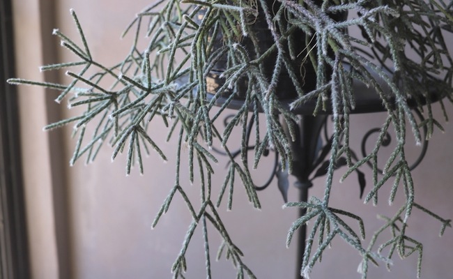 ڴտʪۥץꥹ إԥѡ إեȥ奬