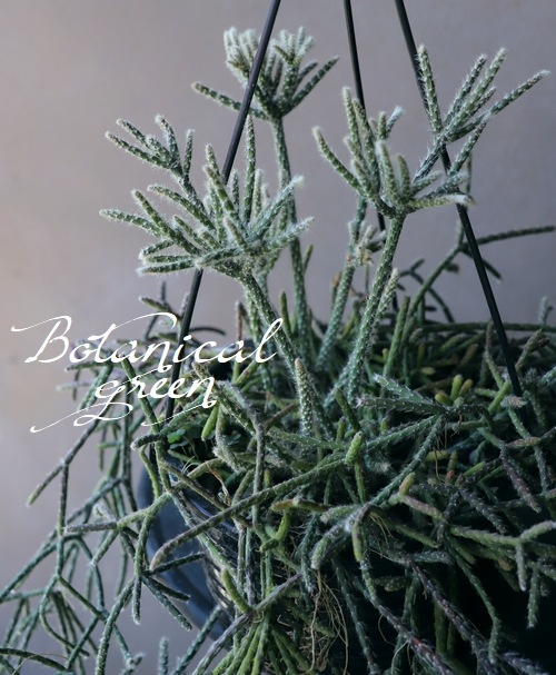 ڴտʪۥץꥹ إԥѡ إեȥ奬