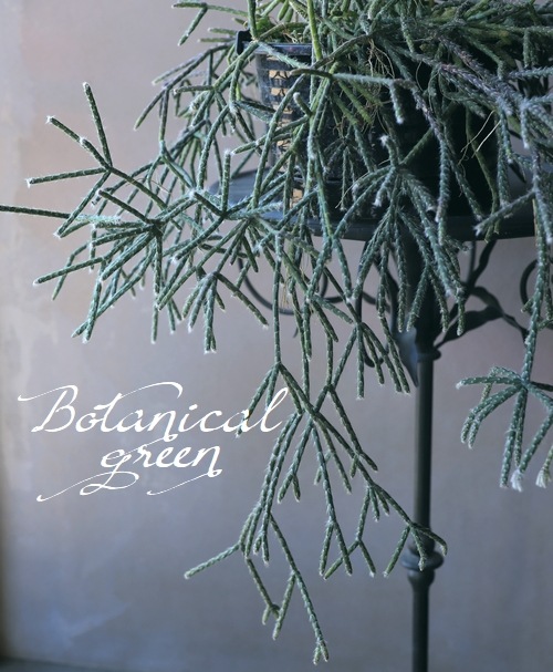 ڴտʪۥץꥹ إԥѡ إեȥ奬