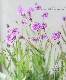 �ɺ��С��٥ʡ��ꥮ�����إ�����󥰥ʥ��ȡ�