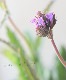 �ɺ��С��٥ʡ��ꥮ�����إ�����󥰥ʥ��ȡ�