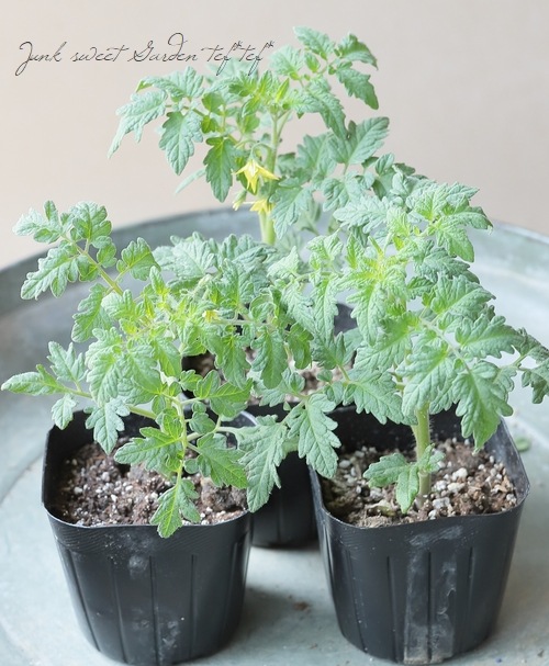 家庭菜園】 ミニトマト 『つやぷるん』プチぷよ ゴールド/イエロー