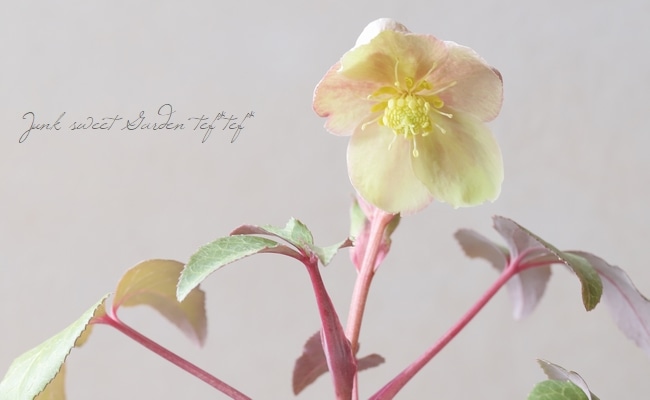 松村園芸・カラーリーフのクリスマスローズ 『Bタイプ』 | すべての