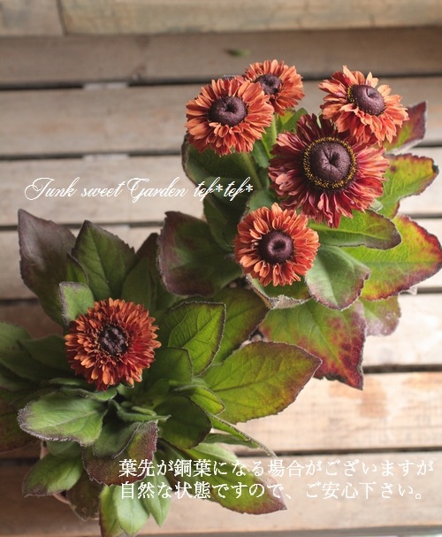 Ȭ�ź餭��ɥ٥������إ�ӡ���ӡ���