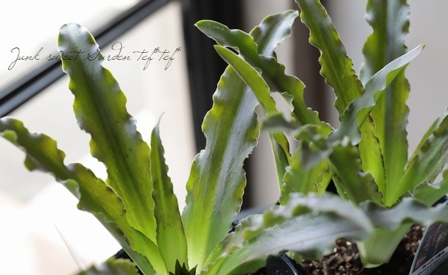 パイナップルリリー確認用 パイナップルリリー - 植物図鑑 - エバー