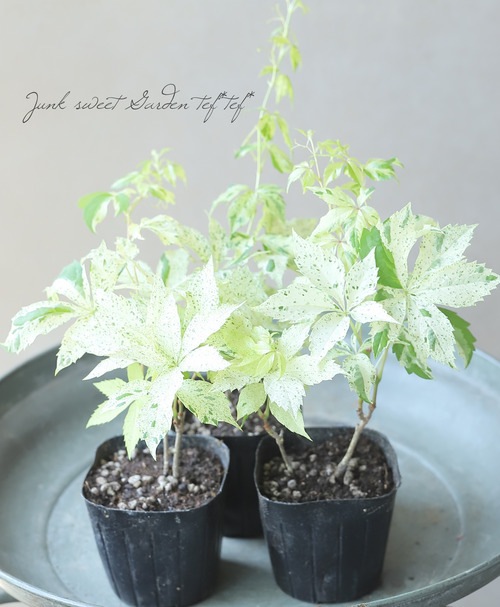 斑入り 『アメリカヅタ』 | 花苗【リーフ】 | | Junk sweet Garden tef