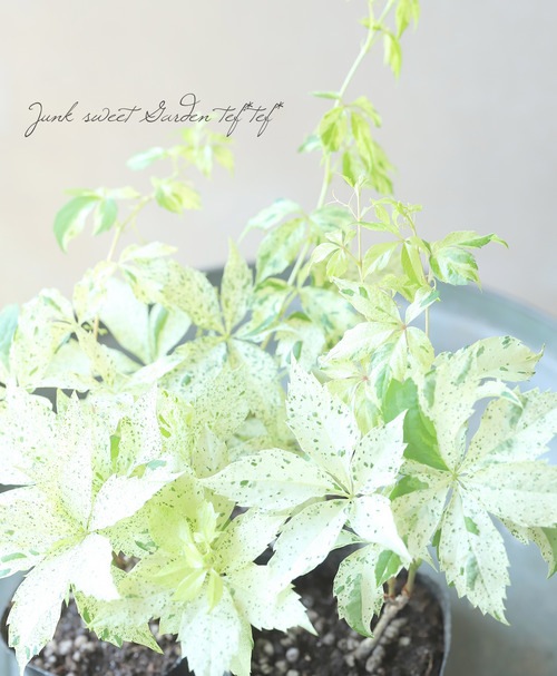 斑入り 『アメリカヅタ』 | 花苗【リーフ】 | | Junk sweet Garden tef