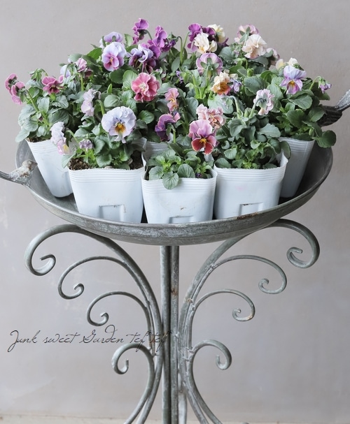 ○北島園芸さんオリジナル ビオラ 『オリジナルMIX』 | すべての商品