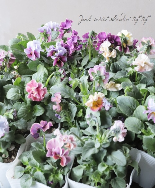 ○北島園芸さんオリジナル ビオラ 『オリジナルMIX』 | すべての商品