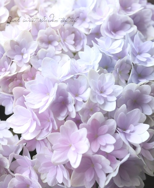 紫陽花 『星雲-セイウン-』 マーブル | すべての商品 | | Junk sweet