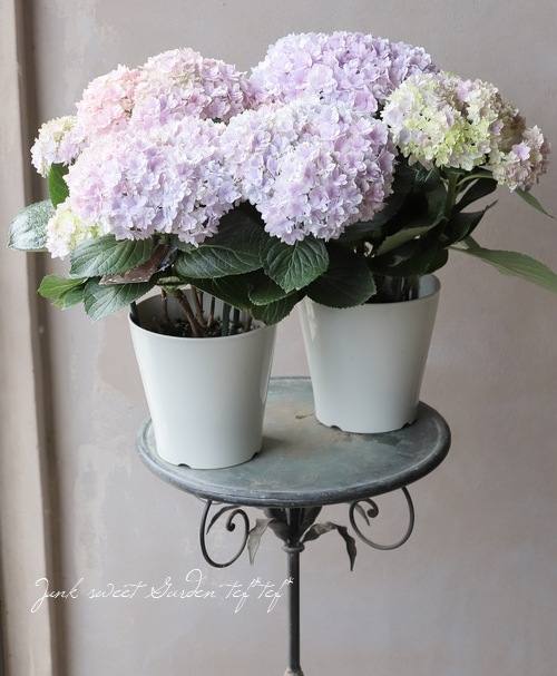 紫陽花 『星雲-セイウン-』 マーブル | すべての商品 | | Junk sweet