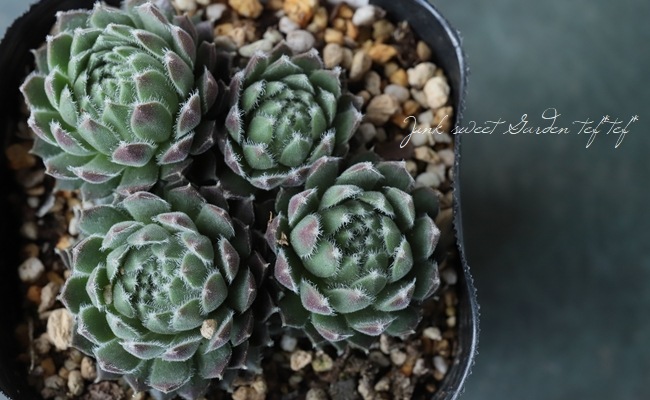 多肉植物 センペルビウム モアカークス メリット Leaf Species 多肉植物 Junk Sweet Garden Tef Tef