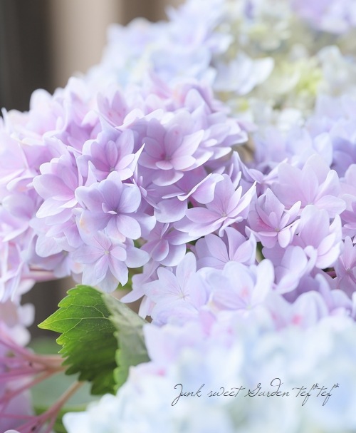 紫陽花 『星雲-セイウン-』 マーブル | すべての商品 | | Junk sweet