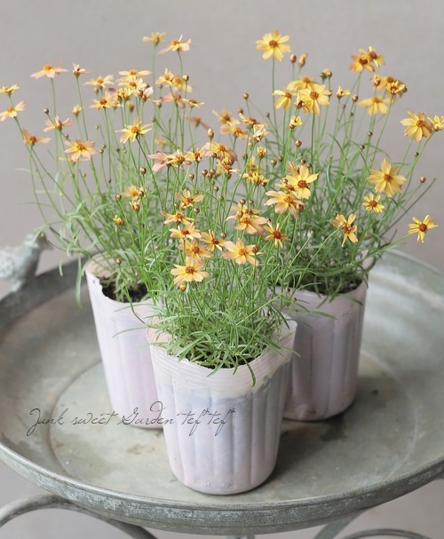 コレオプシス ウリドリーム 『サンセット』 | すべての商品 | | Junk