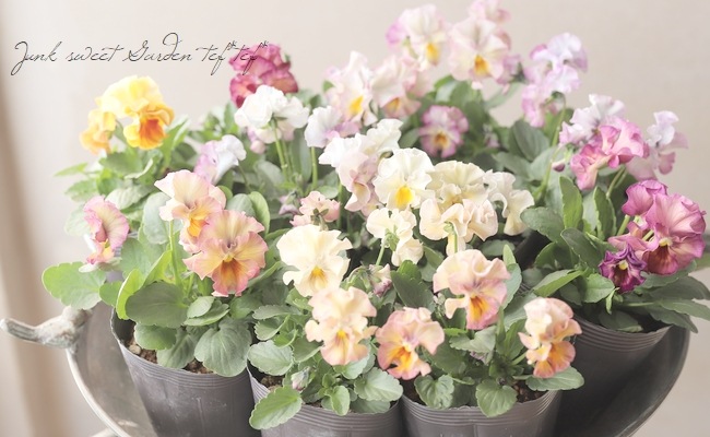 ☆みもとフリルパンジー 『パピージョルジュ』 【夢幻】 2023年最新