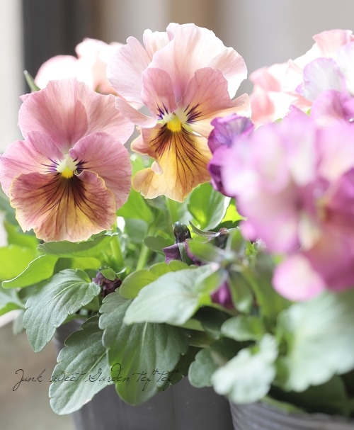 ☆みもとフリルパンジー 『パピージョルジュ』 【夢幻】 2023年最新