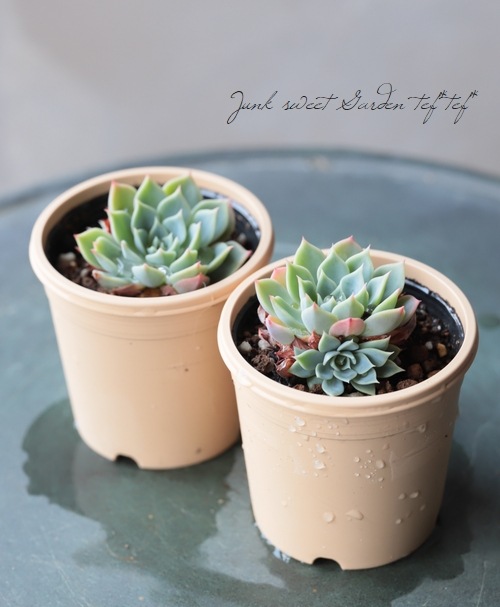 ��¿����ʪ�� ������ -���������-�١������٥ꥢ° ���Ȥ����꡼��