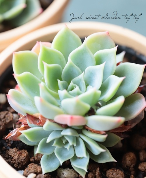 ��¿����ʪ�� ������ -���������-�١������٥ꥢ° ���Ȥ����꡼��