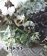 �ڴ󤻿�����-TEFNIQUE-�󤻿��� 2024 * no.16 *���ع��ޤ���Ũ�ʥۥ磻��Xmas�δ󤻿�������