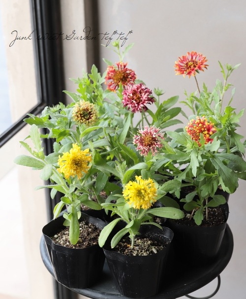 ガイラルディア ダズラー 色おまかせ すべての商品 Junk Sweet Garden Tef Tef