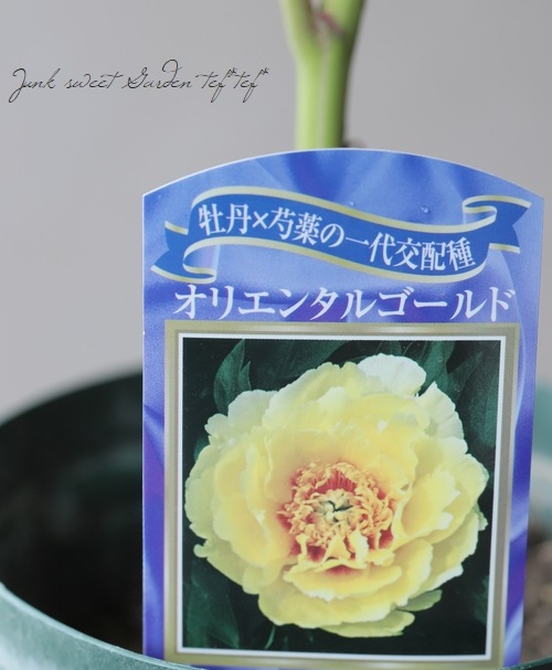 芍薬苗　オリエンタルゴールド　特大株　鉢ごと発送 日本花キ流通 予約販売 ハイブリッド芍薬 苗 開花見込み苗