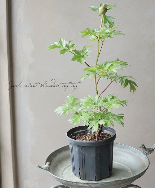 進化したハイブリット芍薬 『オリエンタルゴールド』 | すべての商品