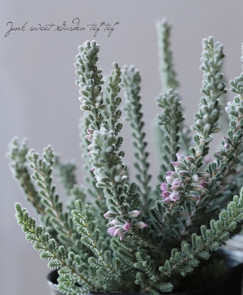 カルーナ ジリー シルバーリーフ すべての商品 Junk Sweet Garden Tef Tef カルーナ ジリー シルバーリーフ すべての商品 Junk Sweet Garden Tef Tef