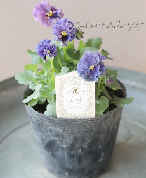 ○育種家ビオラ 『レディ』 大株【I】一点物 | すべての商品 | | Junk