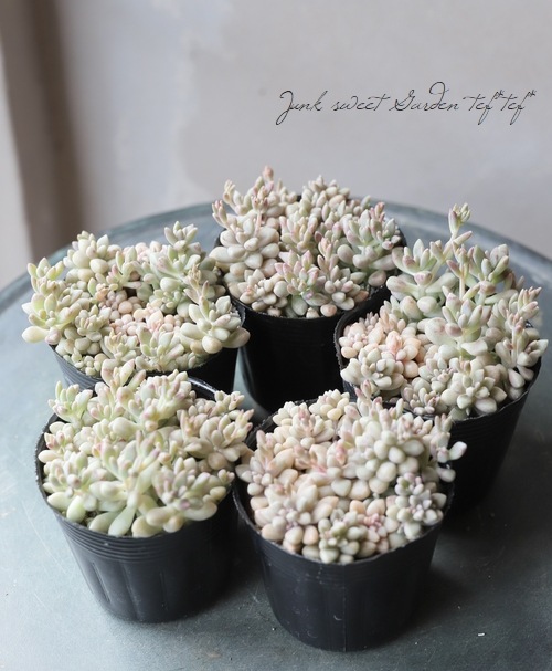 ��¿����ʪ�ۡ���ɱ���� -�ҥ᥷�奦�쥤-�١�����ץȥڥ����°