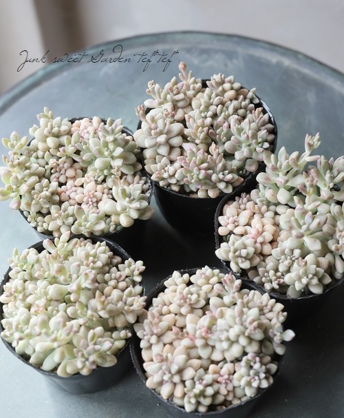 ��¿����ʪ�ۡ���ɱ���� -�ҥ᥷�奦�쥤-�١�����ץȥڥ����°