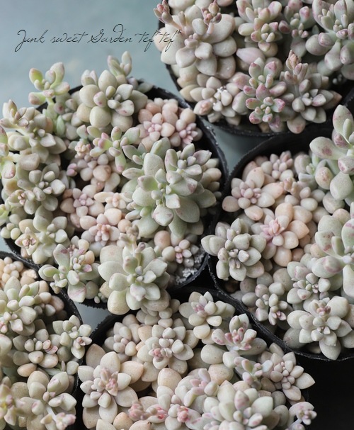 ��¿����ʪ�ۡ���ɱ���� -�ҥ᥷�奦�쥤-�١�����ץȥڥ����°