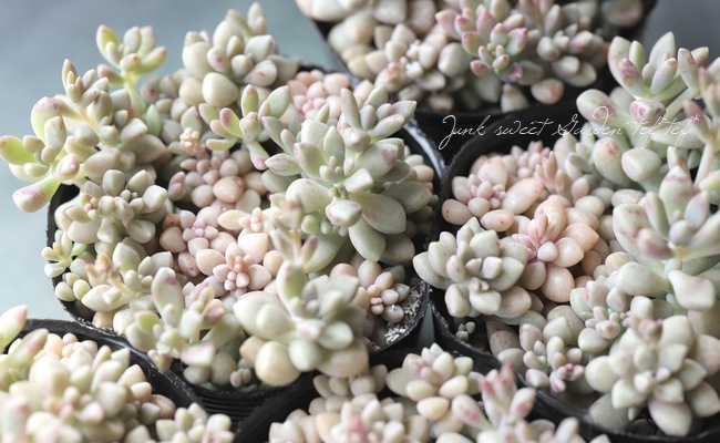 ��¿����ʪ�ۡ���ɱ���� -�ҥ᥷�奦�쥤-�١�����ץȥڥ����°