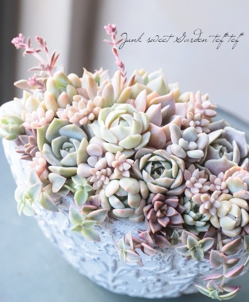 多肉植物】 『姫秋麗 -ヒメシュウレイ-』 グラプトペタルム属