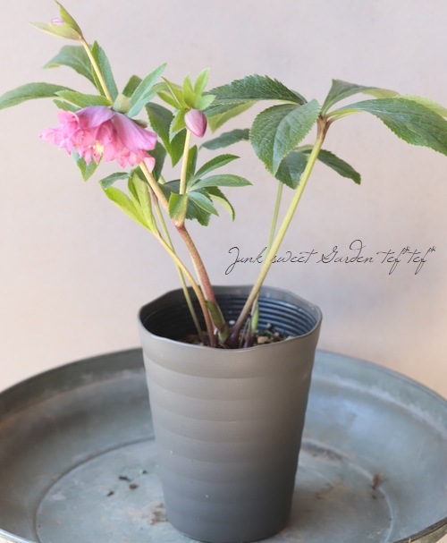 下原園芸・クリスマスローズ 『多弁ダブル』 2026【No.18】 | すべての