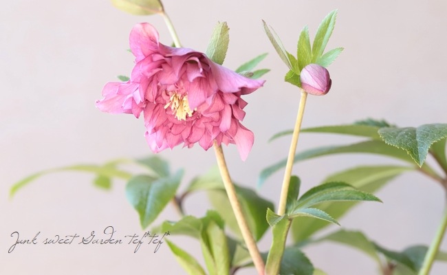 下原園芸・クリスマスローズ 『多弁ダブル』 2026【No.18】 | すべての