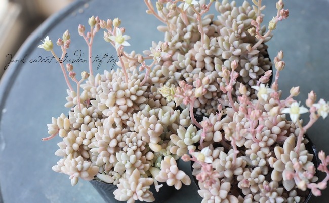 ��¿����ʪ�ۡ���ɱ���� -�ҥ᥷�奦�쥤-�١�����ץȥڥ����°