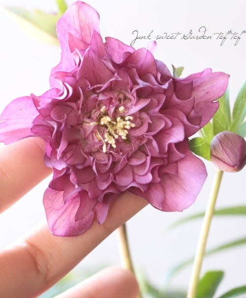 下原園芸・クリスマスローズ 『多弁ダブル』 2026【No.18】 | すべての