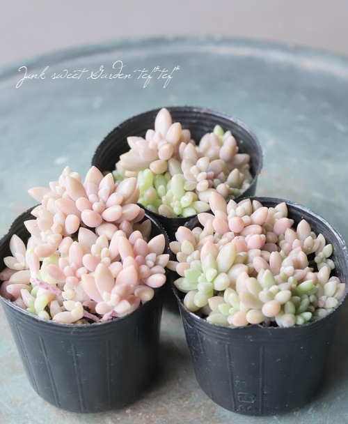 ��¿����ʪ�ۡ���ɱ���� -�ҥ᥷�奦�쥤-�١�����ץȥڥ����°