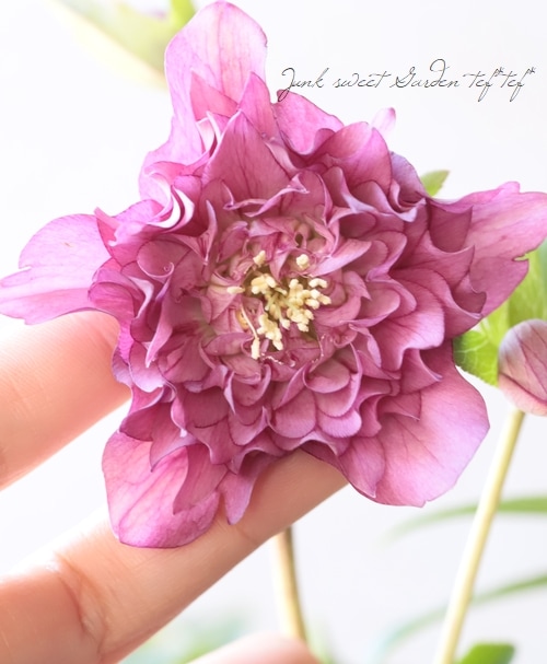 下原園芸・クリスマスローズ 『多弁ダブル』 2026【No.18】 | すべての