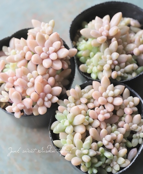 ��¿����ʪ�ۡ���ɱ���� -�ҥ᥷�奦�쥤-�١�����ץȥڥ����°