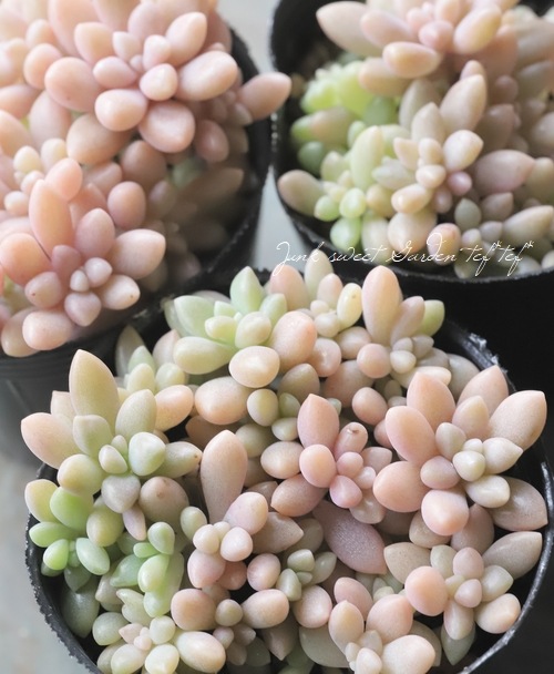 ��¿����ʪ�ۡ���ɱ���� -�ҥ᥷�奦�쥤-�١�����ץȥڥ����°